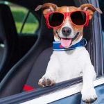 Car hire in Javea with Pets